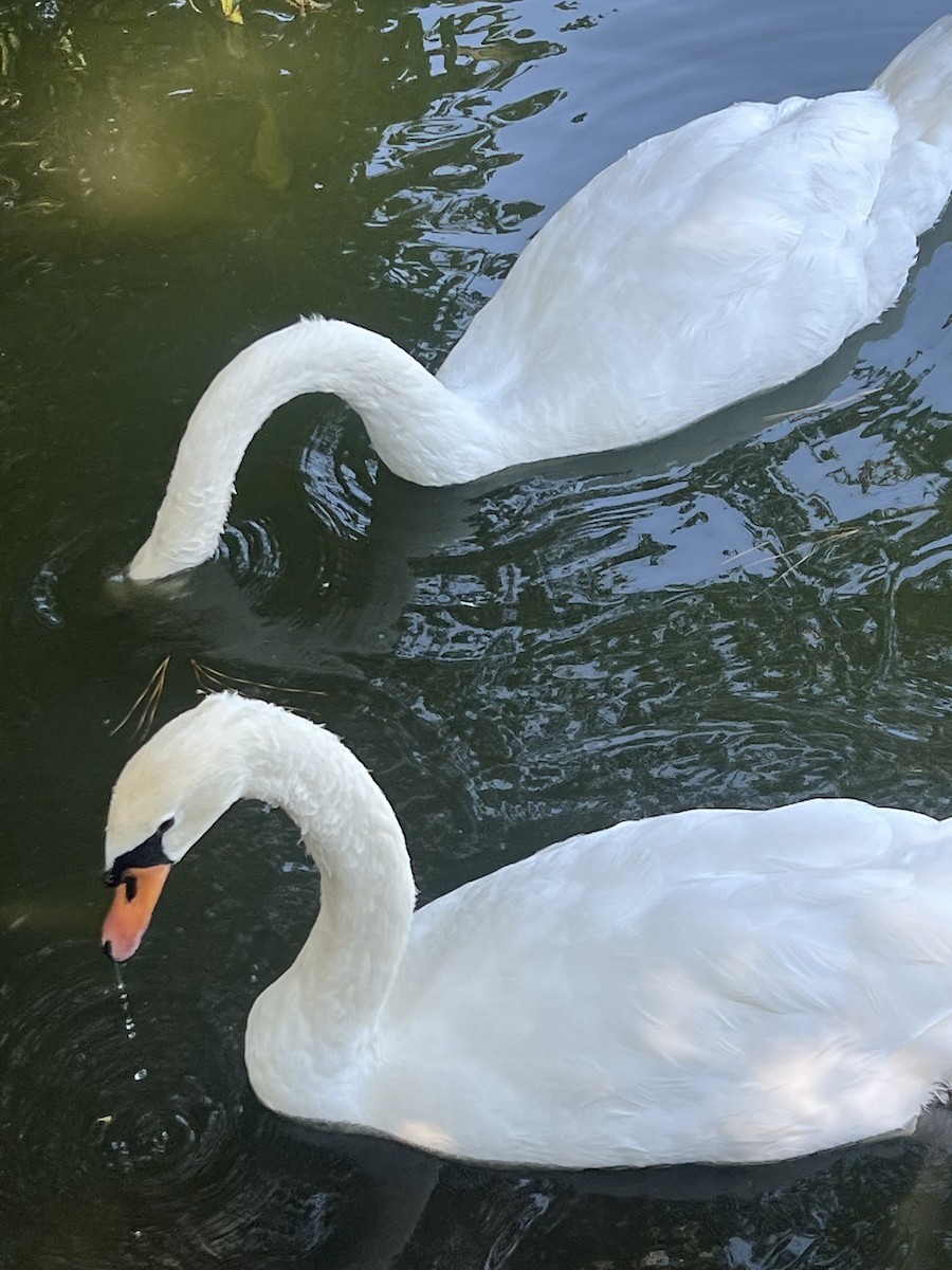 Mute Swan - ML641386165
