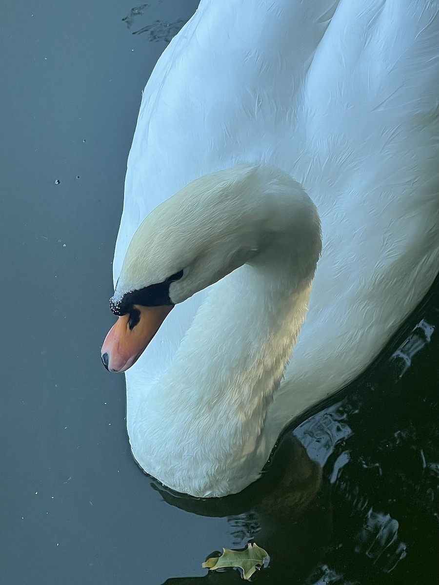 Mute Swan - ML641386166