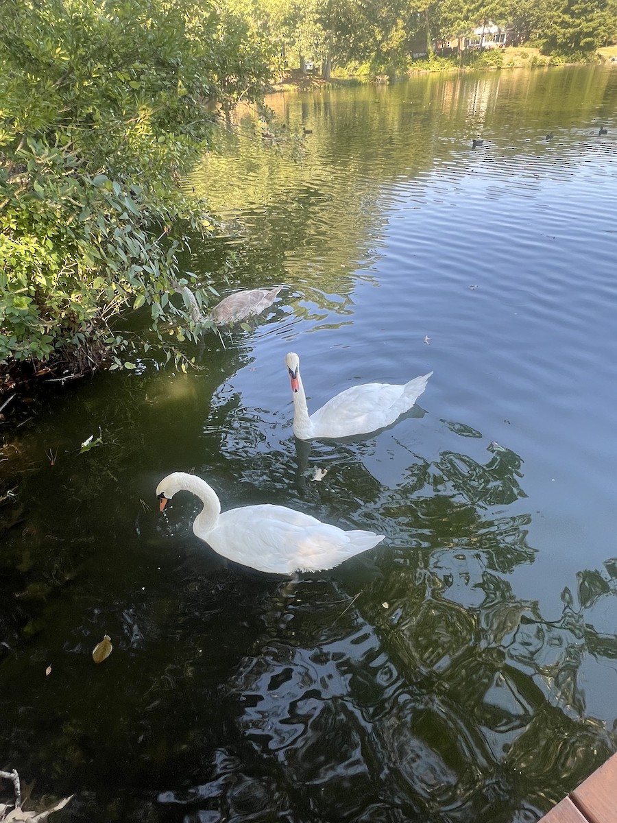 Mute Swan - ML641386167