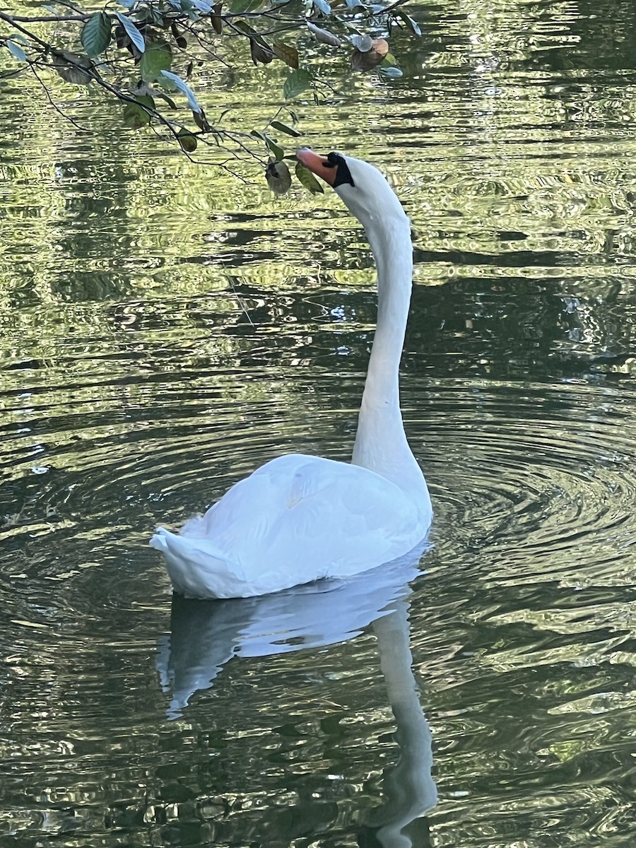 Mute Swan - ML641386168