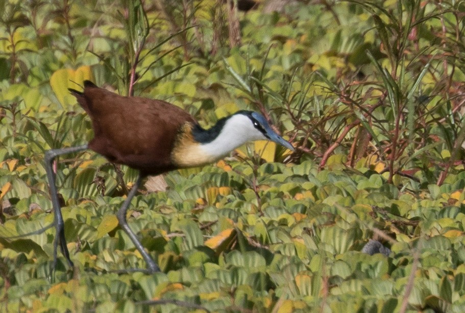 African Jacana - ML641386193