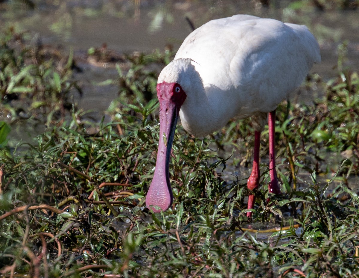 African Spoonbill - ML641386202