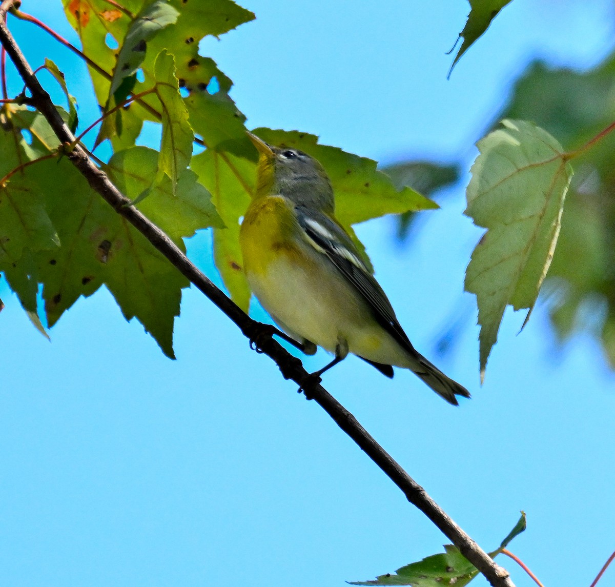 Northern Parula - ML641386221