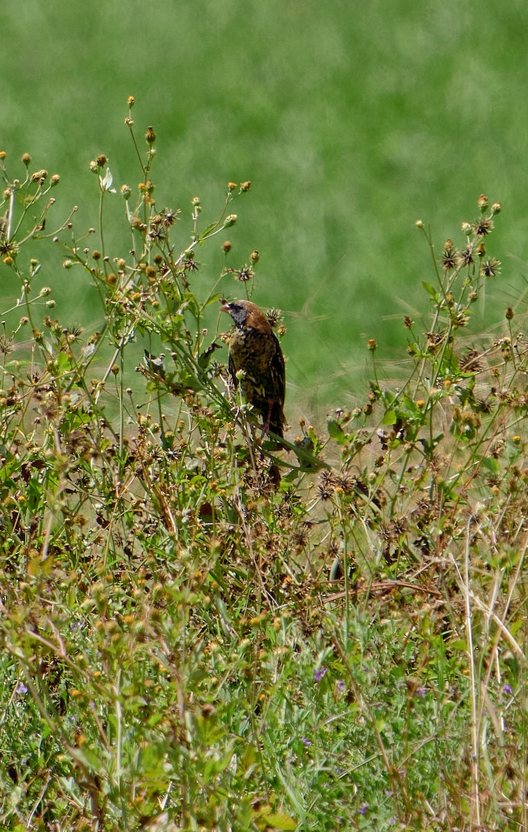 Bobolink - ML641386224