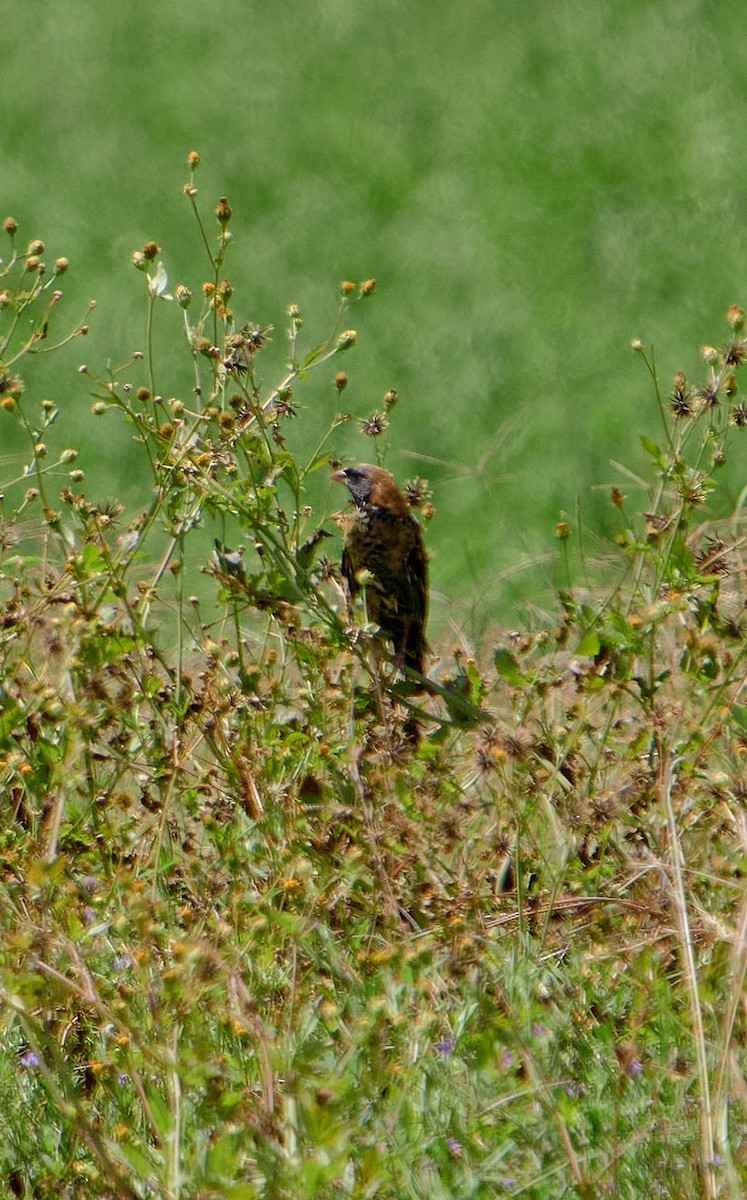 Bobolink - ML641386225