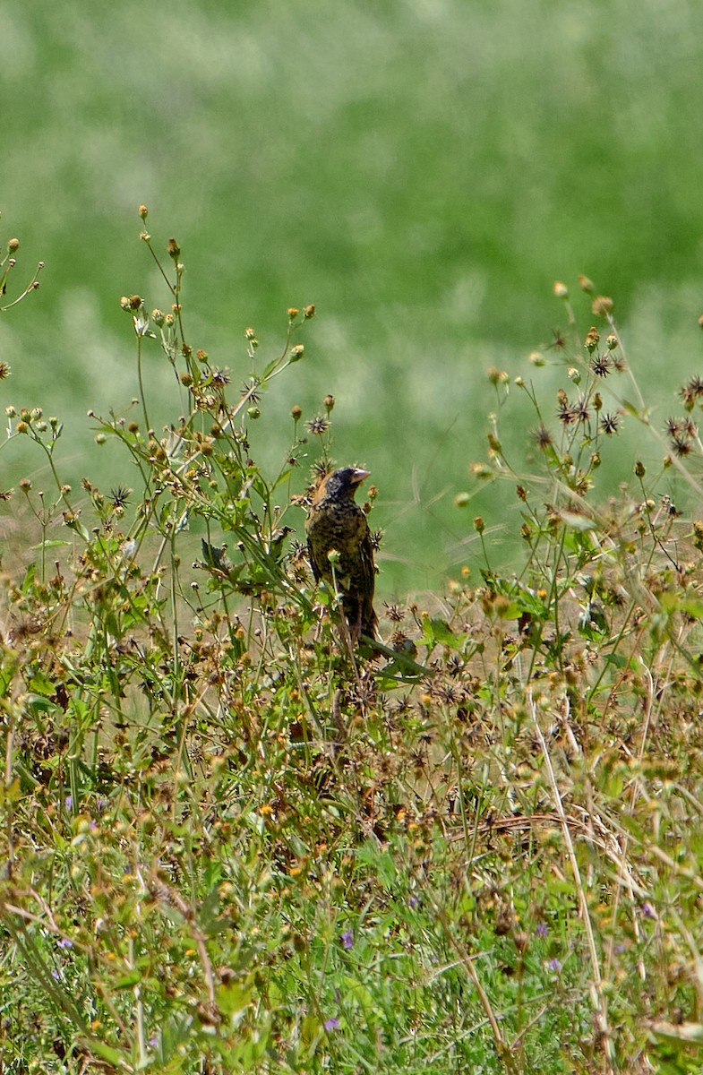 Bobolink - ML641386226