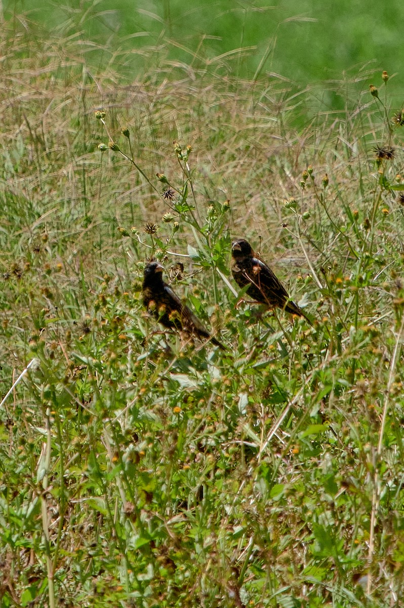 Bobolink - ML641386227