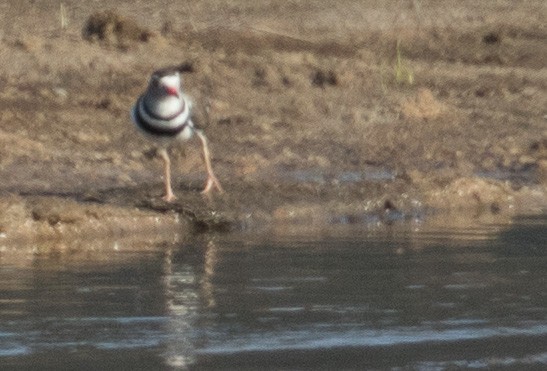 Three-banded Plover - ML641386231