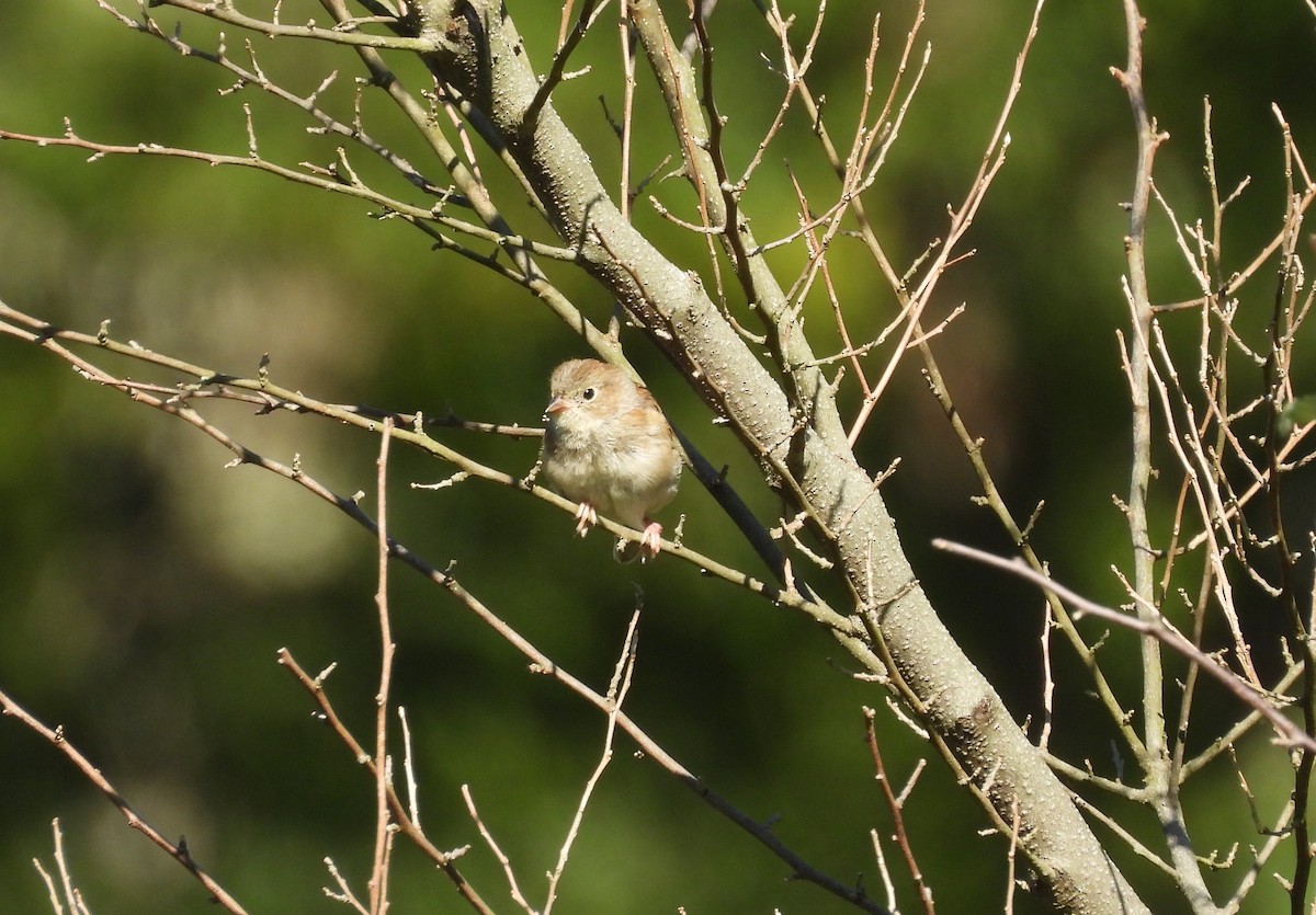 Field Sparrow - ML641386243