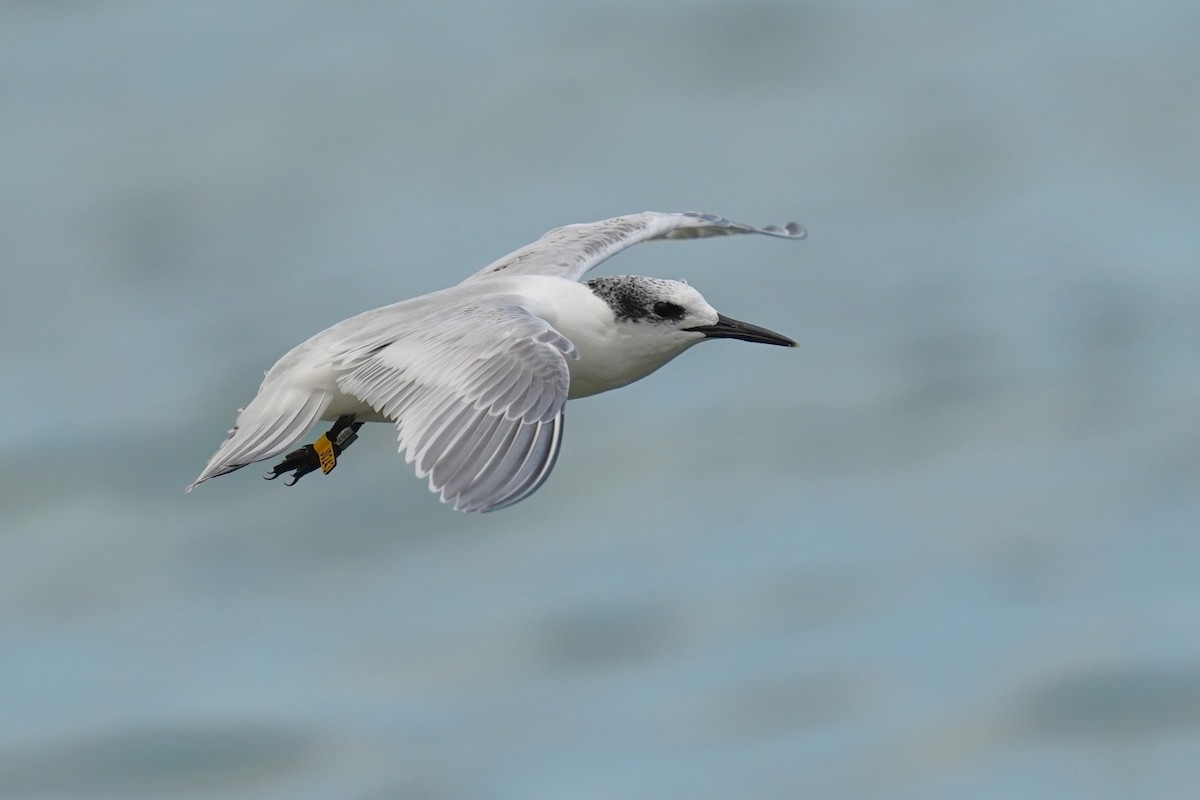 Sandwich Tern - ML641386245