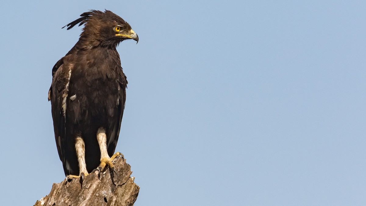 Long-crested Eagle - ML641386255