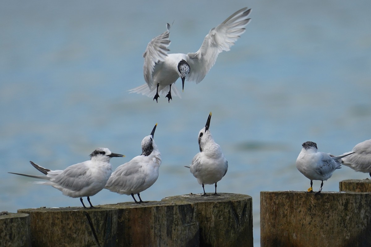 Sandwich Tern - ML641386258