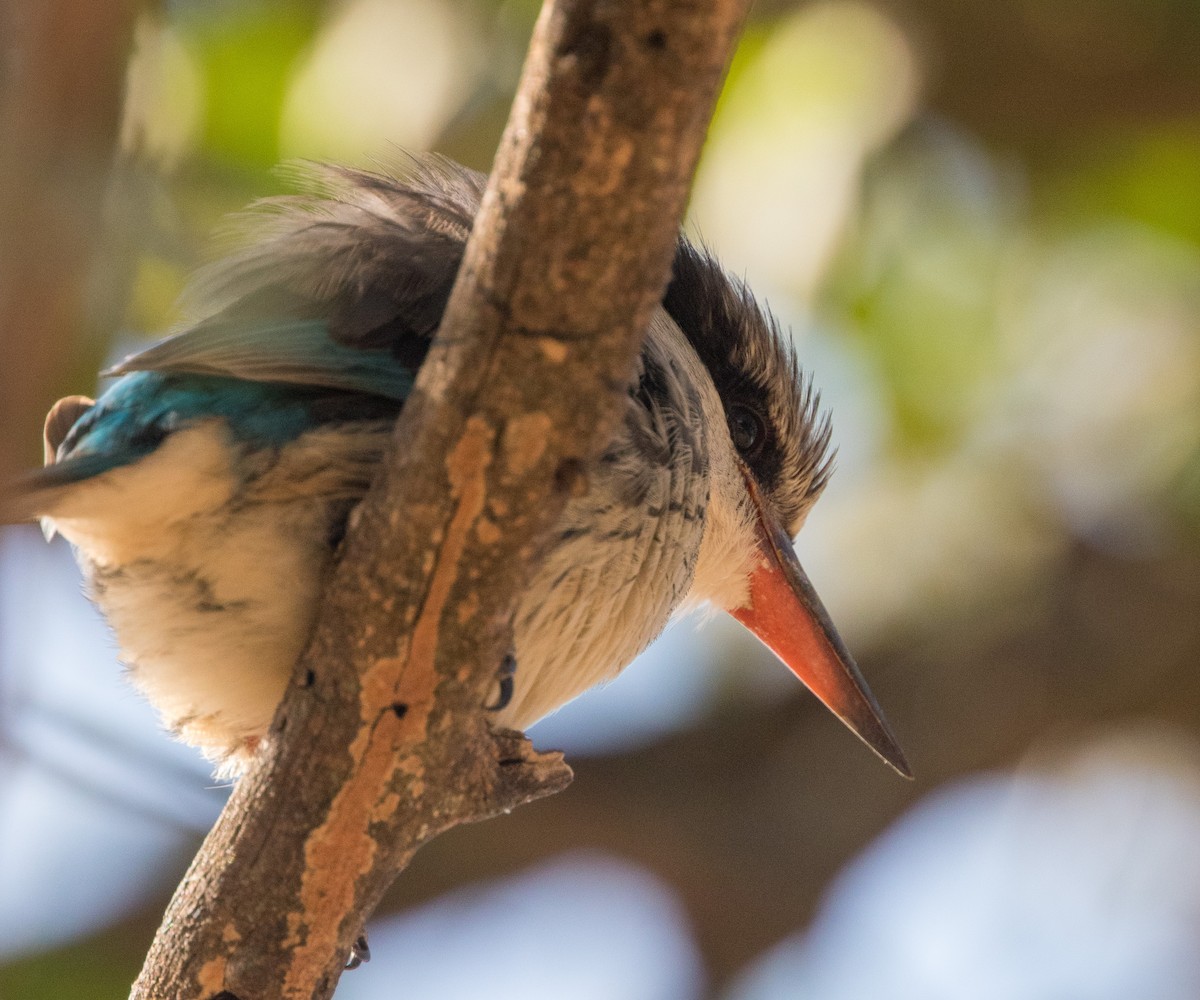 Striped Kingfisher - ML641386268