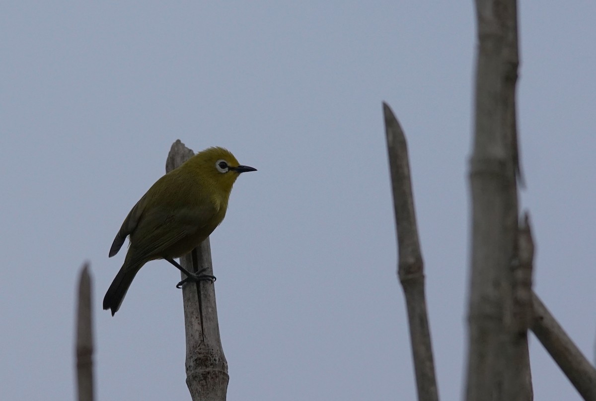 Northern Yellow White-eye - ML641386290