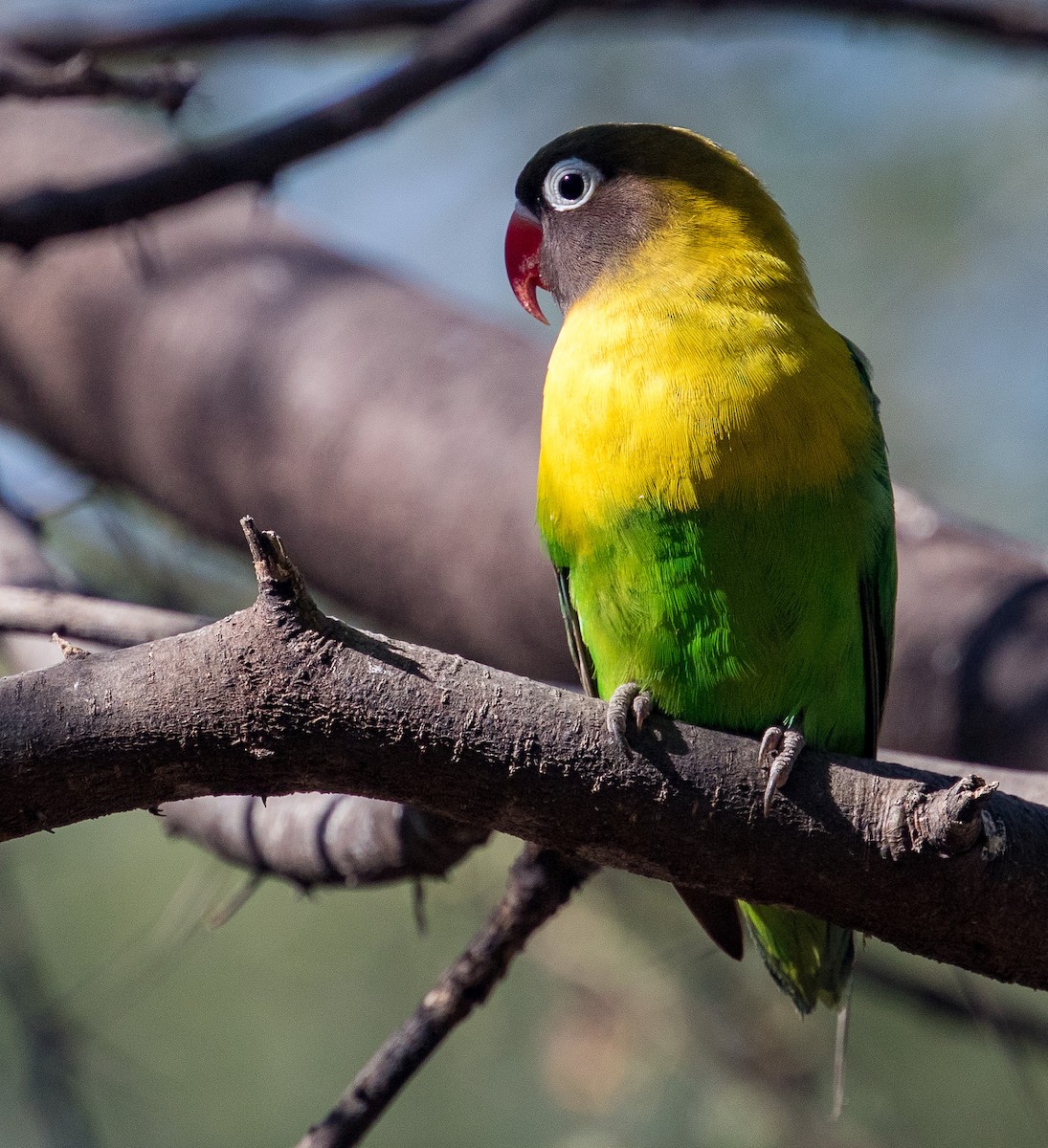 Yellow-collared Lovebird - ML641386291