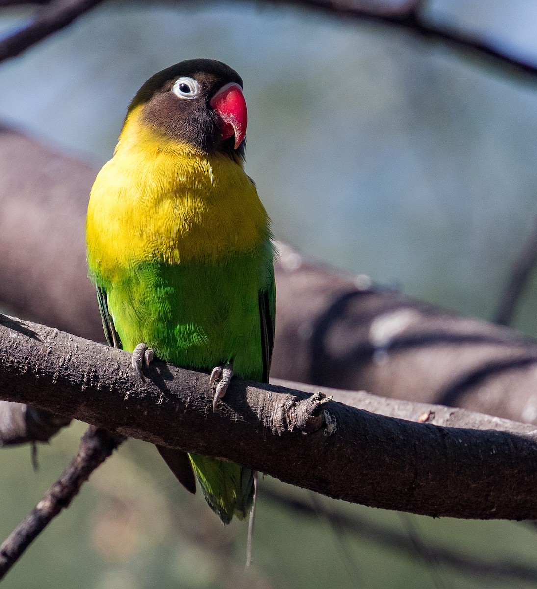 Yellow-collared Lovebird - ML641386292