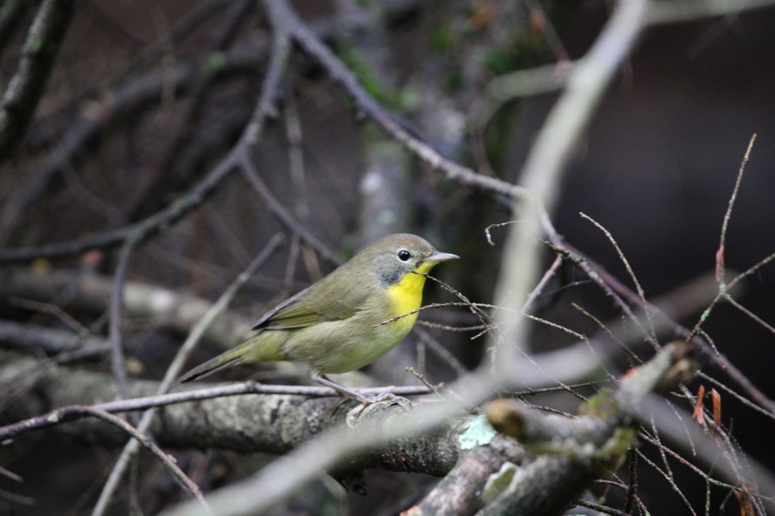 Жовтогорлик північний - ML641386293