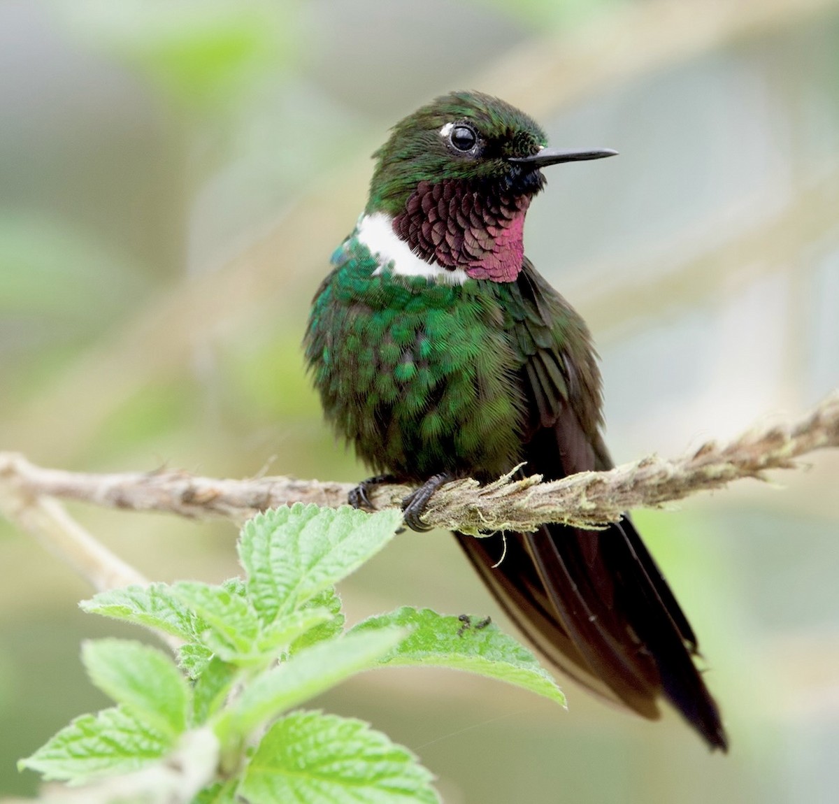 Gorgeted Sunangel - ML641386363