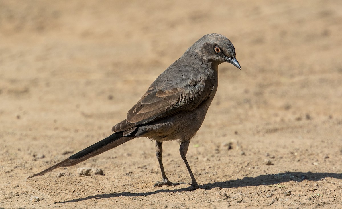 Ashy Starling - ML641386382