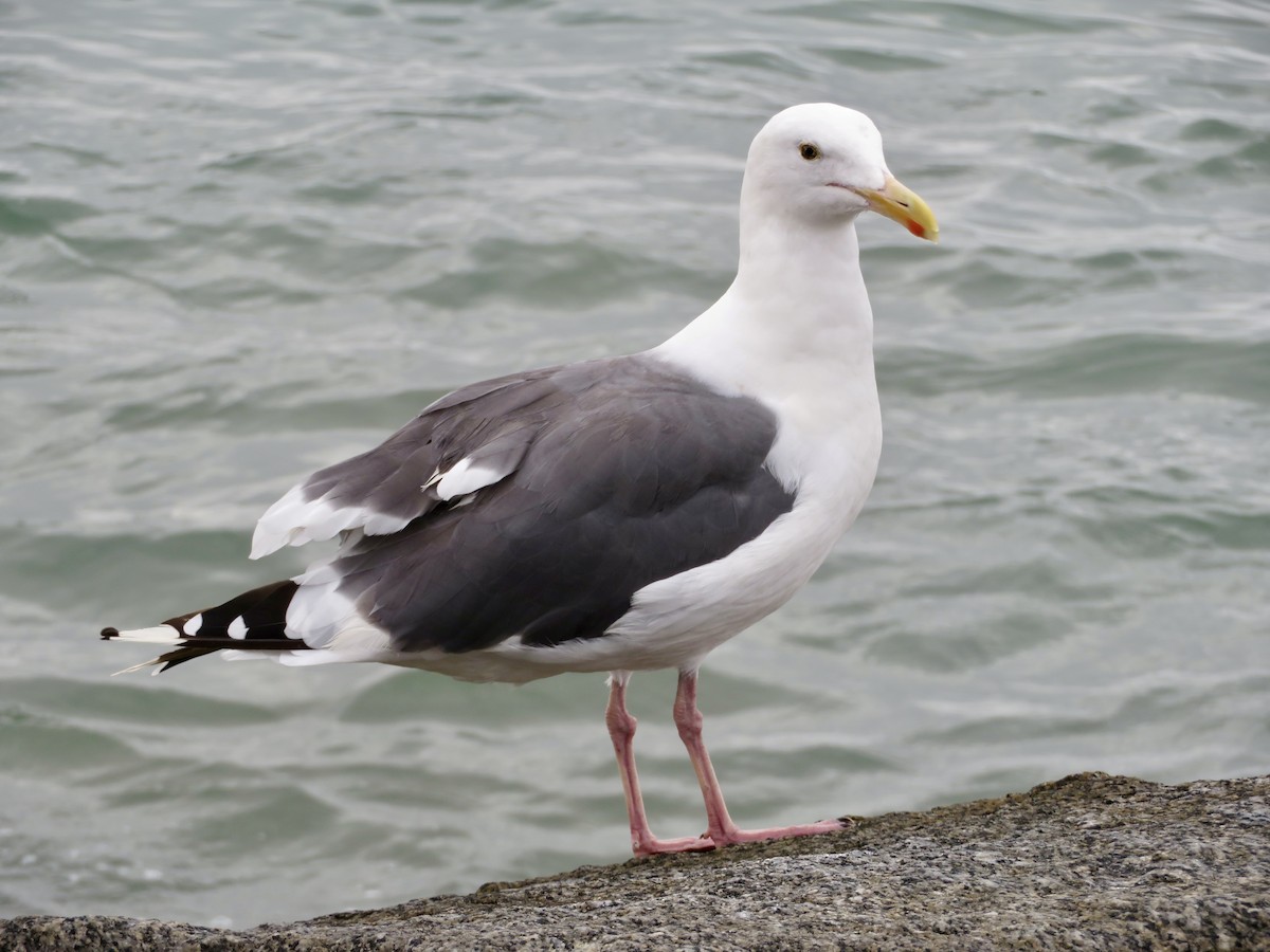 Western Gull - ML641386387