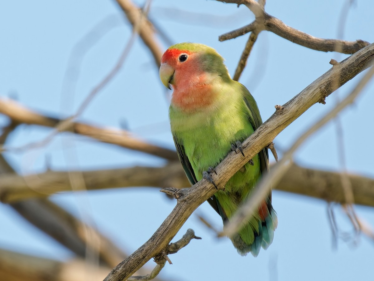 Rosy-faced Lovebird - ML641386392