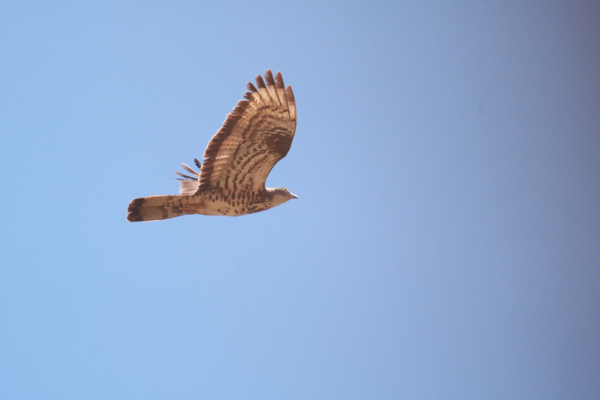 European Honey-buzzard - ML641386394