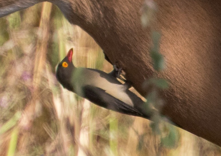 Red-billed Oxpecker - ML641386395