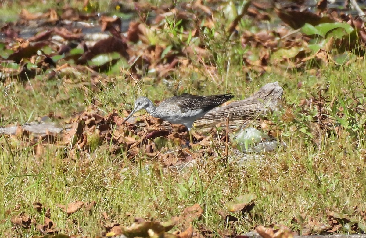 Greater Yellowlegs - ML641386407