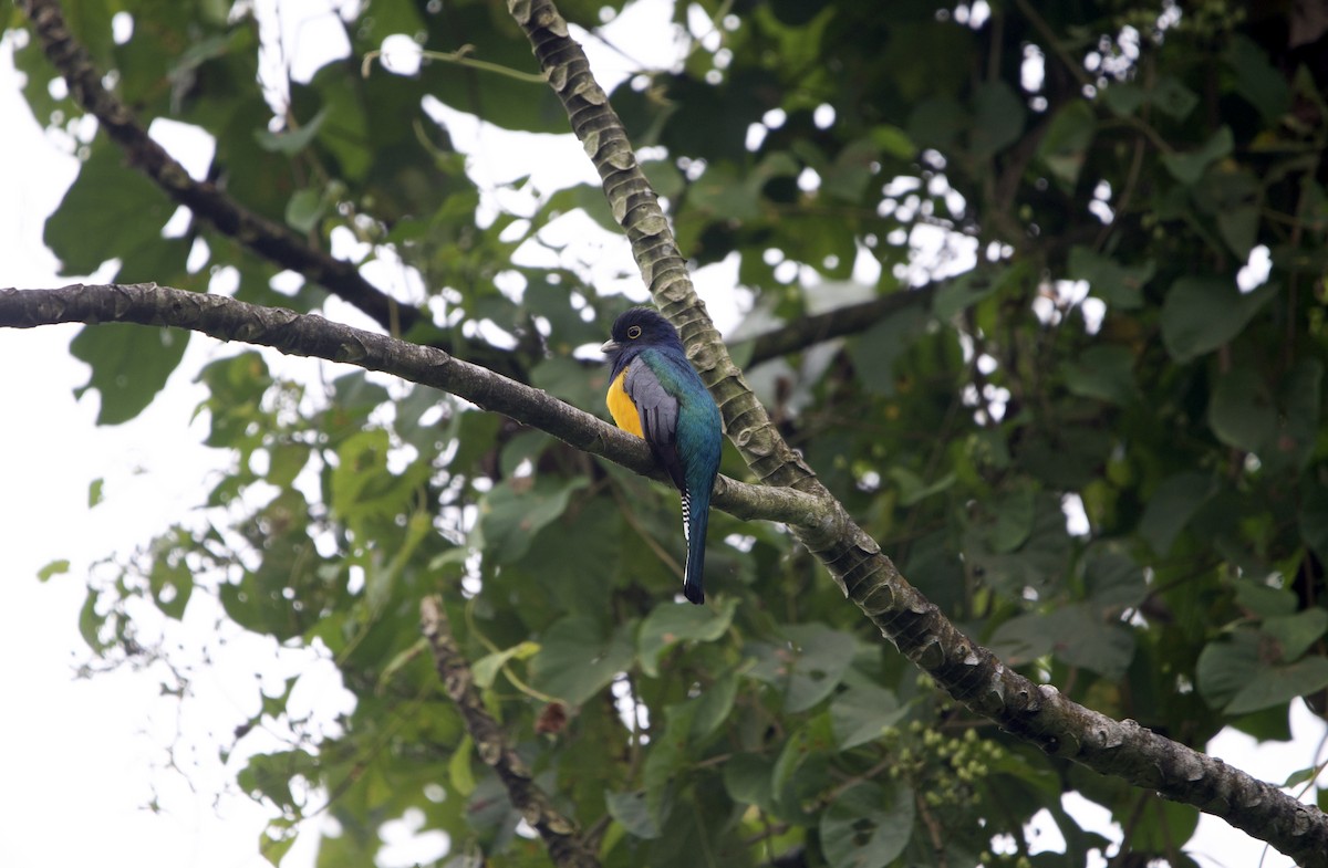 Gartered Trogon - ML641386422