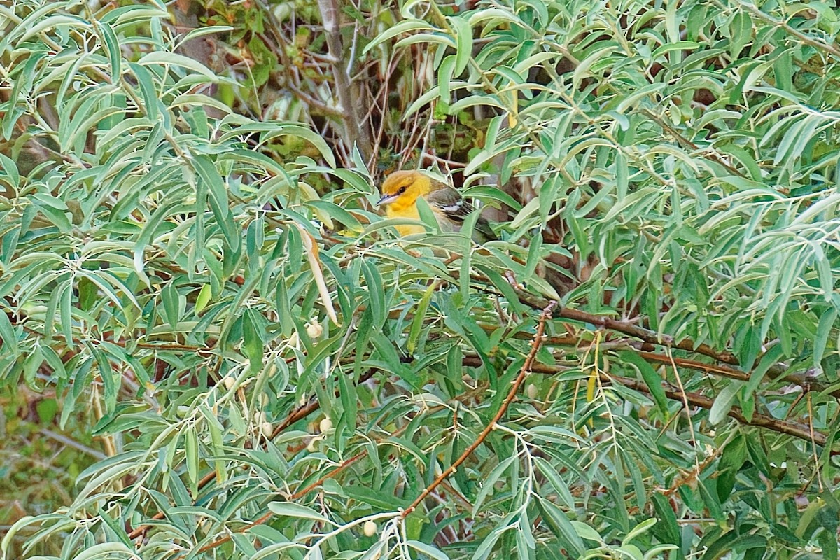 Bullock's Oriole - ML641386453