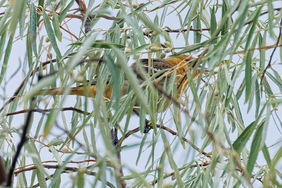 Bullock's Oriole - ML641386454
