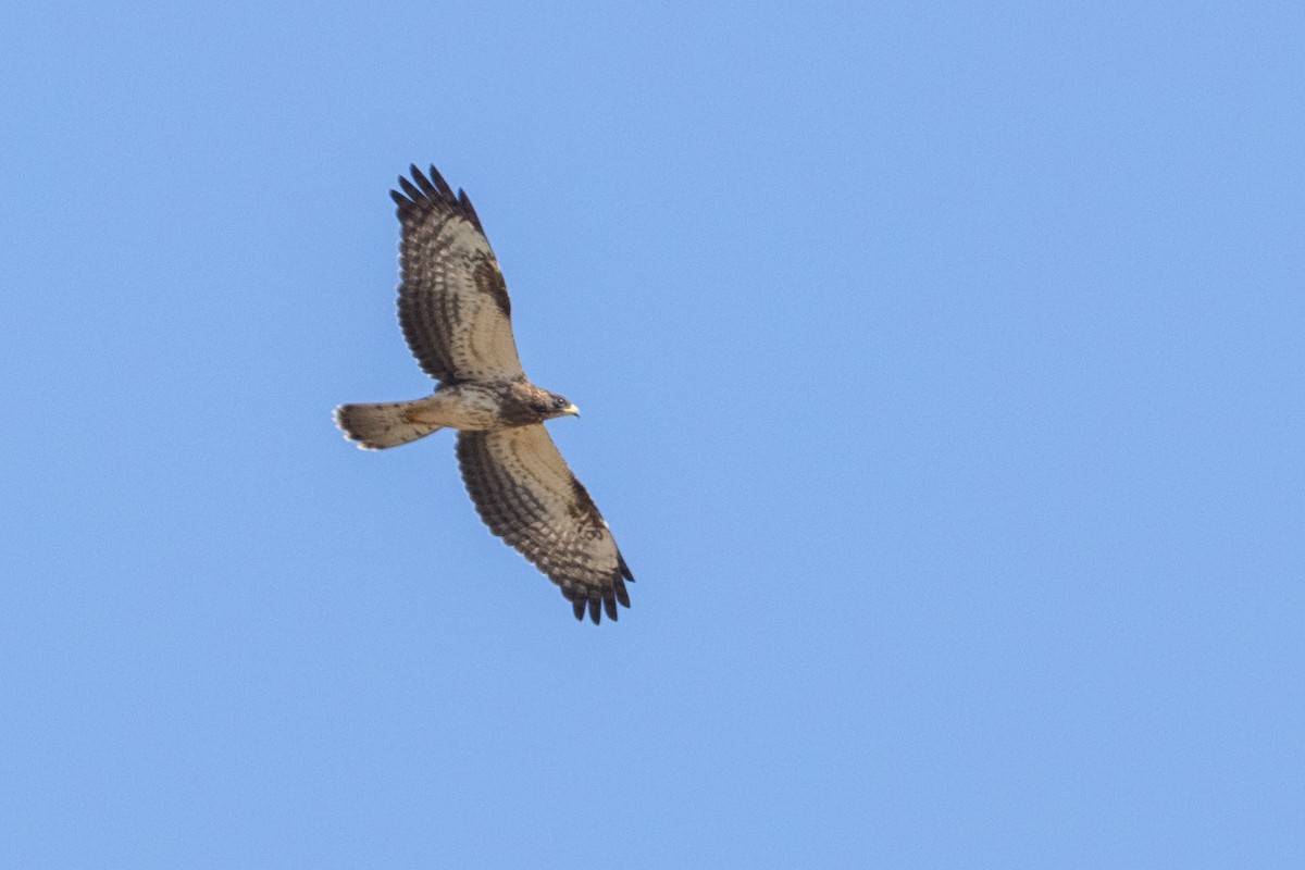 European Honey-buzzard - ML641386495