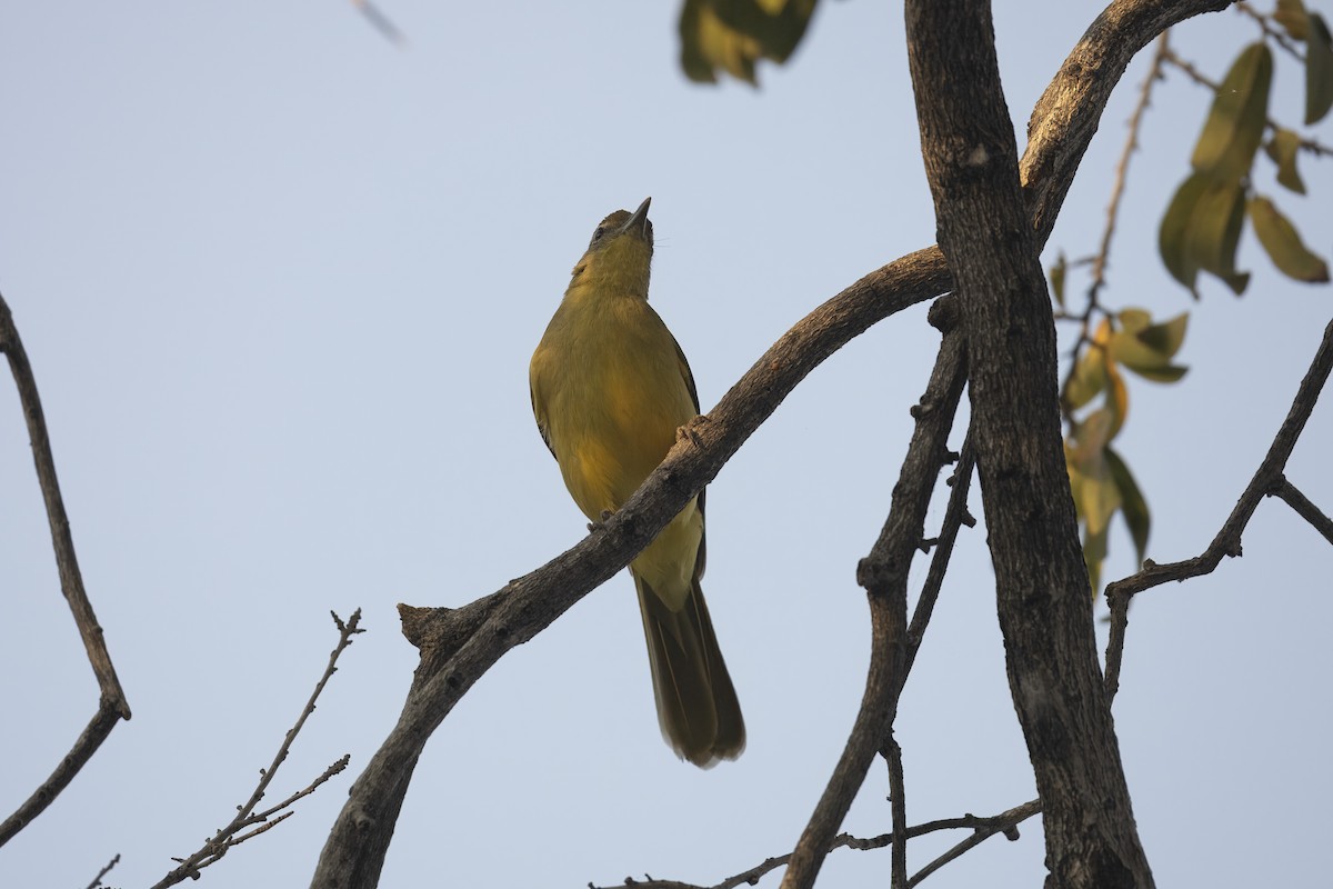Yellow-bellied Greenbul - ML641386527
