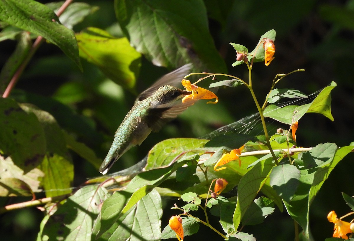 Ruby-throated Hummingbird - ML641386536