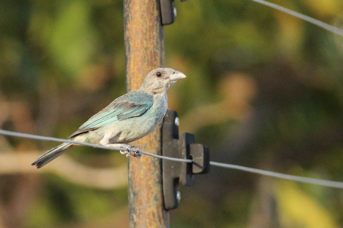 Glaucous Tanager - ML641386551