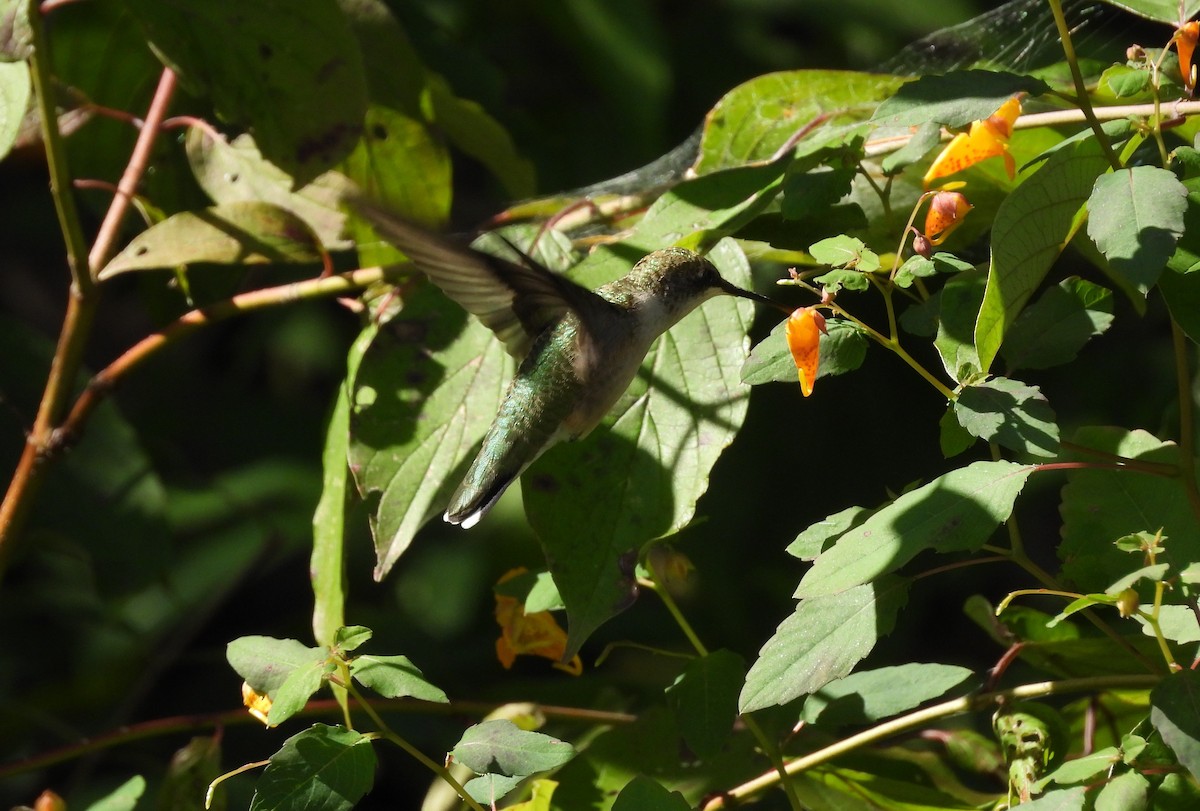 Ruby-throated Hummingbird - ML641386575