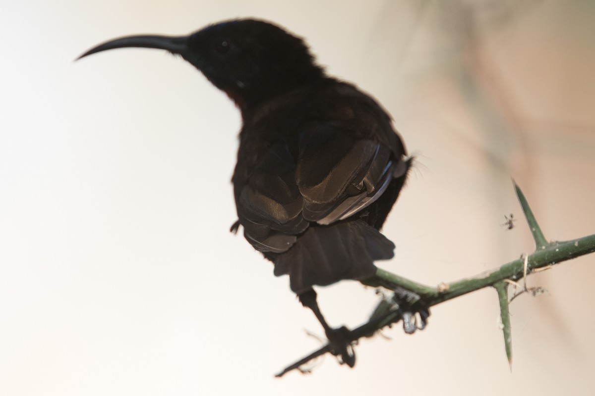 Scarlet-chested Sunbird - ML641386608
