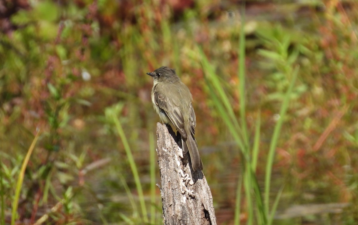 Eastern Phoebe - ML641386676