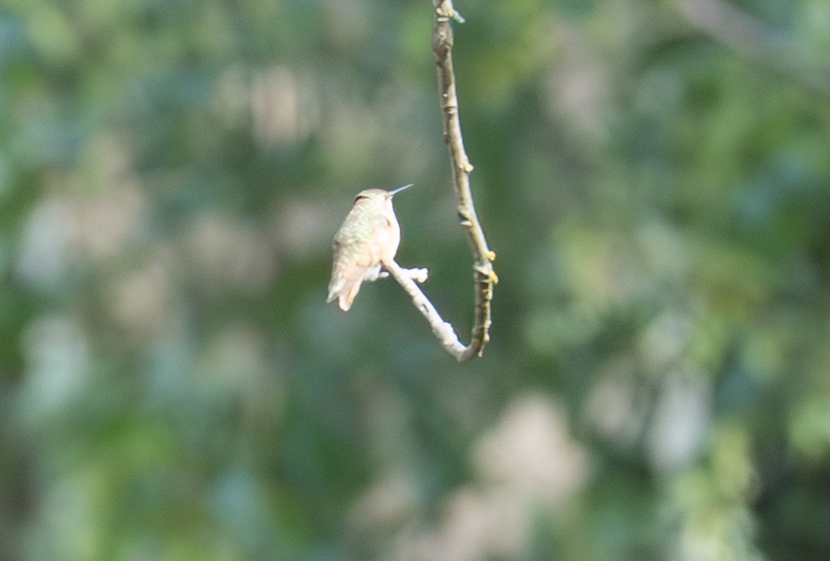 Rufous Hummingbird - ML641386678
