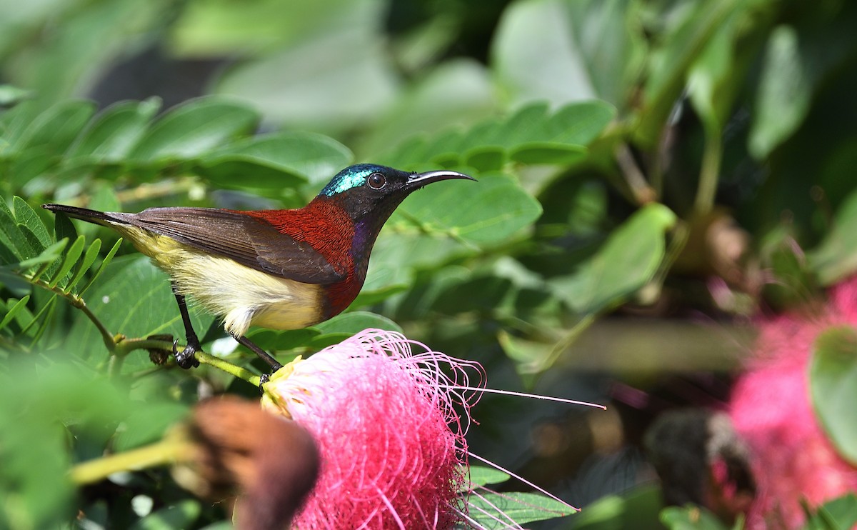 Crimson-backed Sunbird - ML641386731