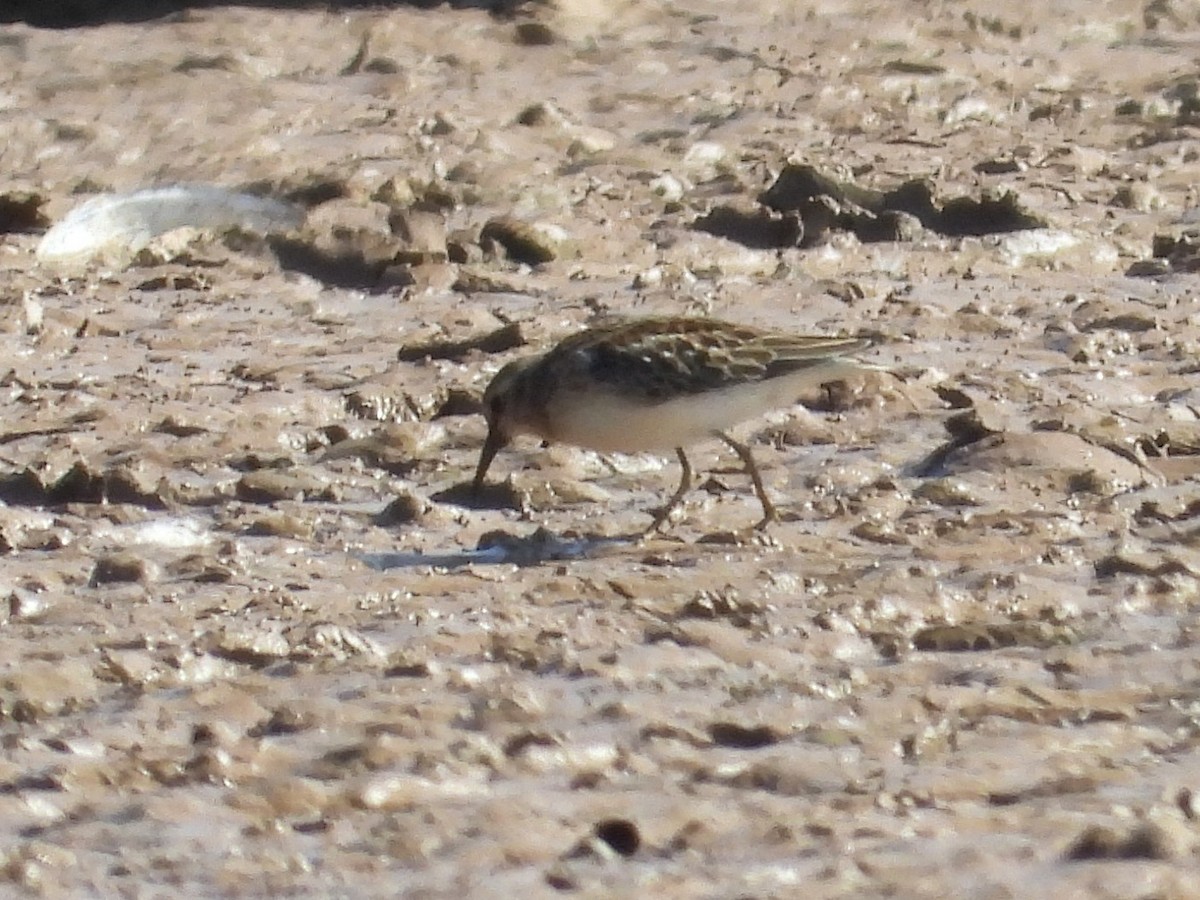 Least Sandpiper - ML641386734