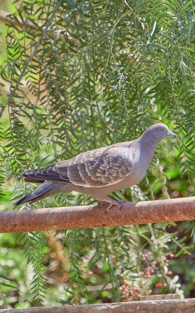 Spot-winged Pigeon - ML641386735
