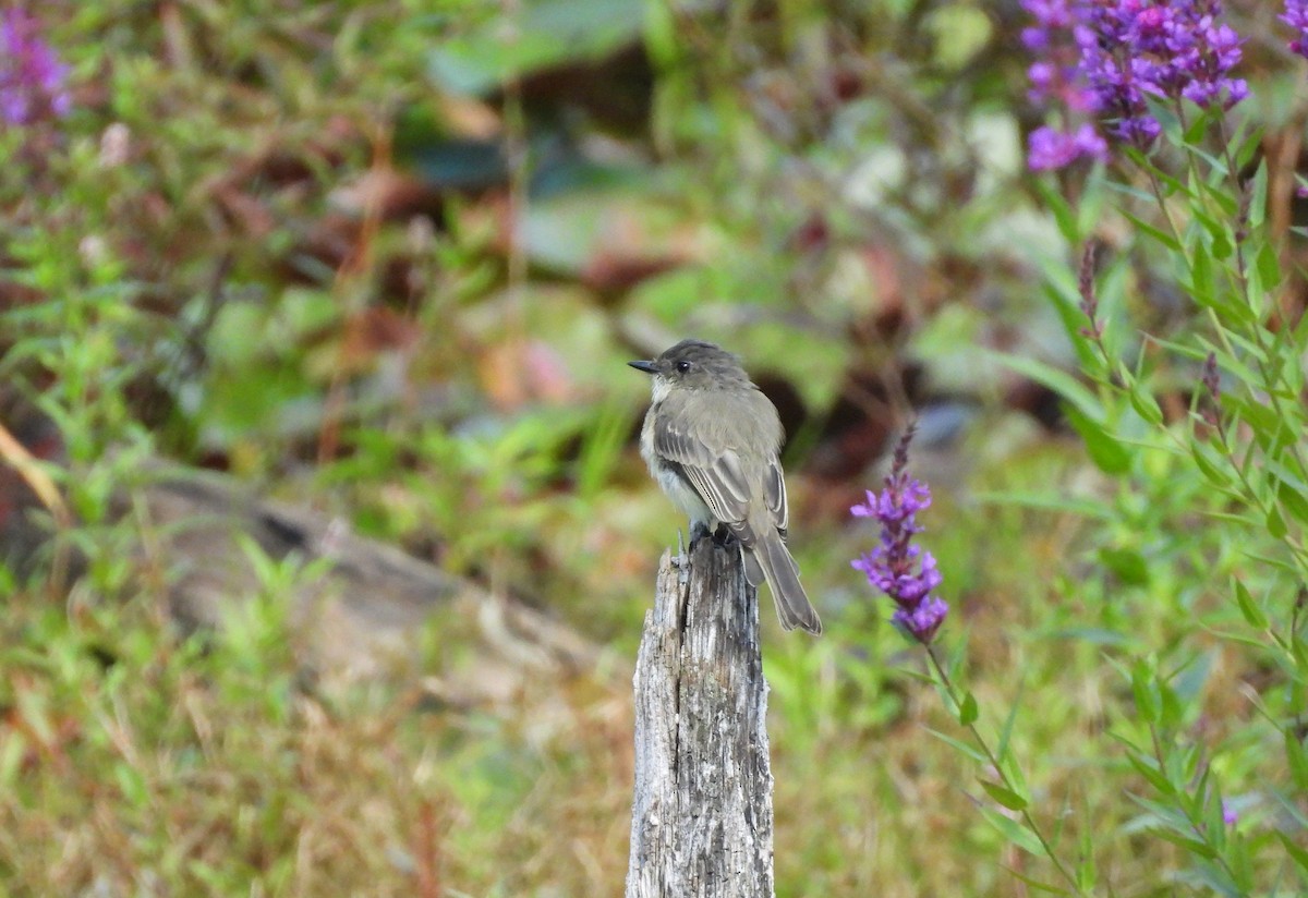Eastern Phoebe - ML641386742