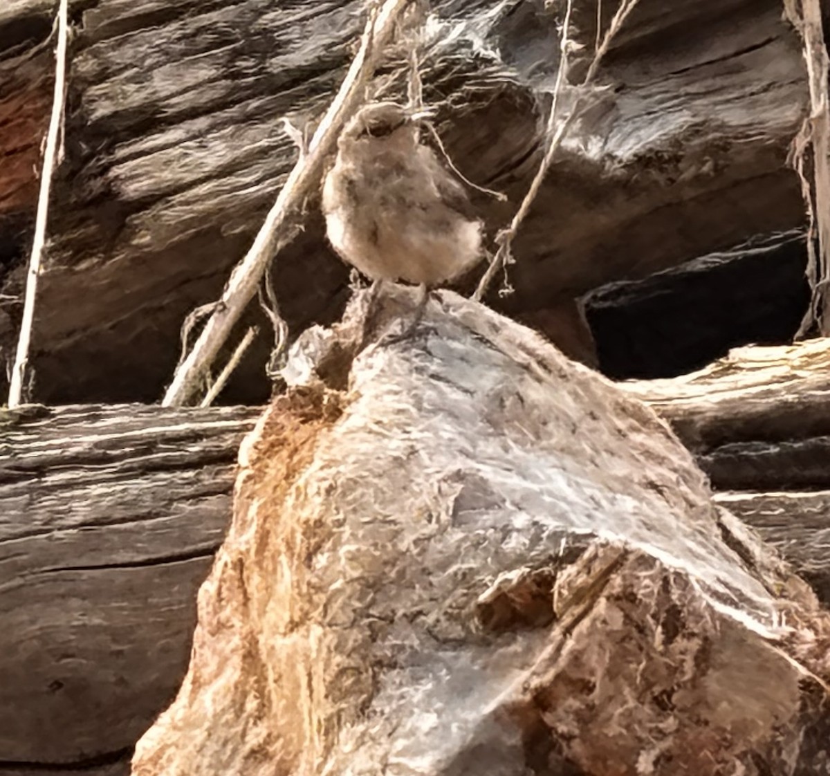 Rock Wren - ML641386754