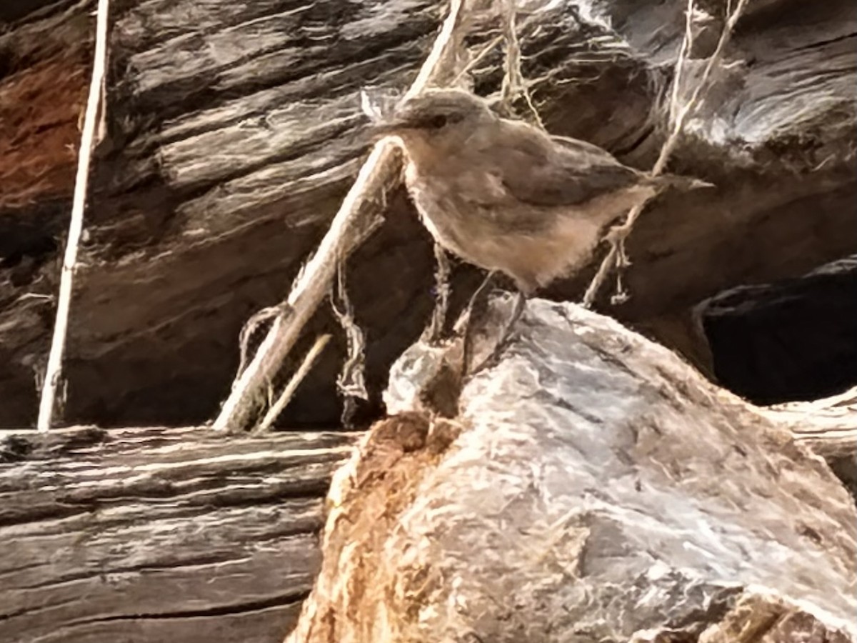 Rock Wren - ML641386755
