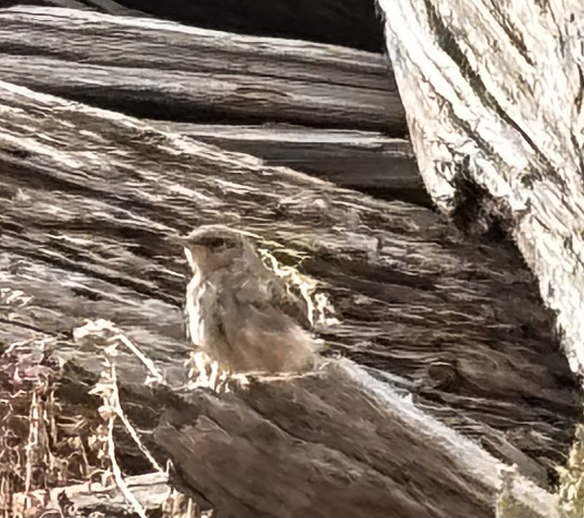 Rock Wren - ML641386756