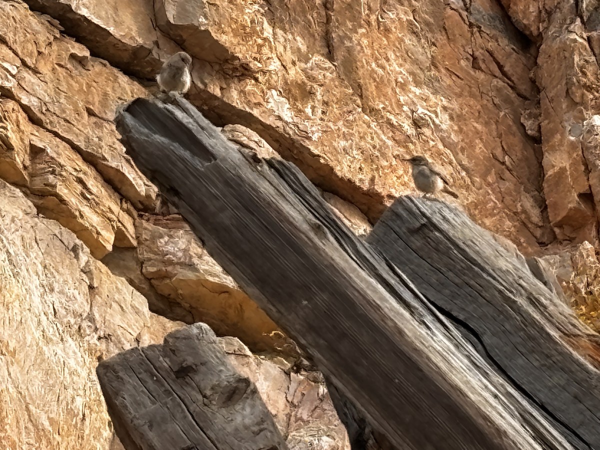 Rock Wren - ML641386757
