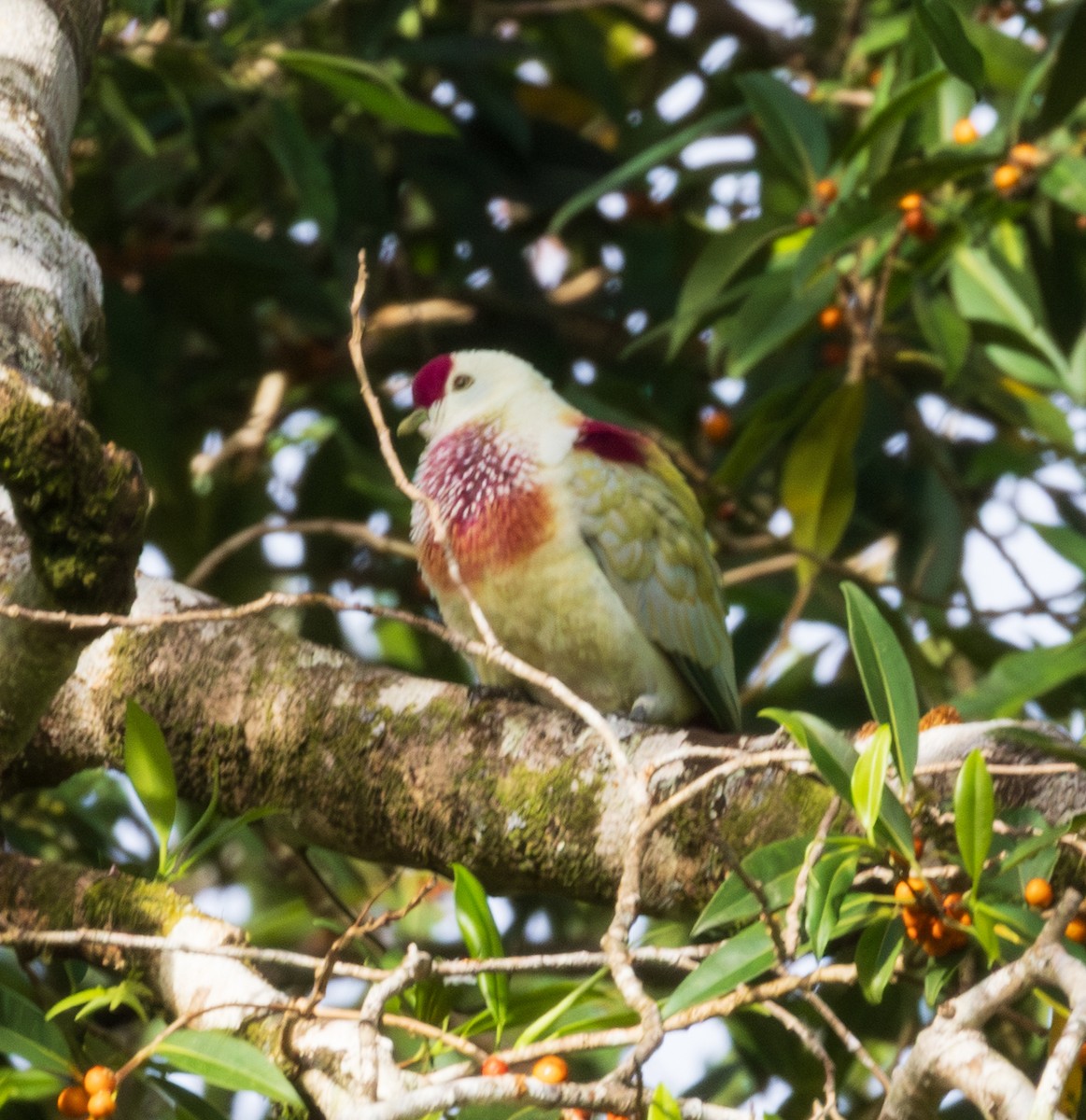 Many-colored Fruit-Dove - ML641386763