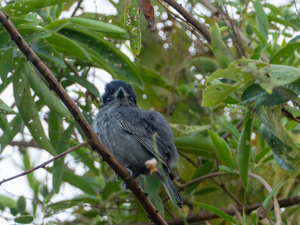 Slaty Becard - ML641386794