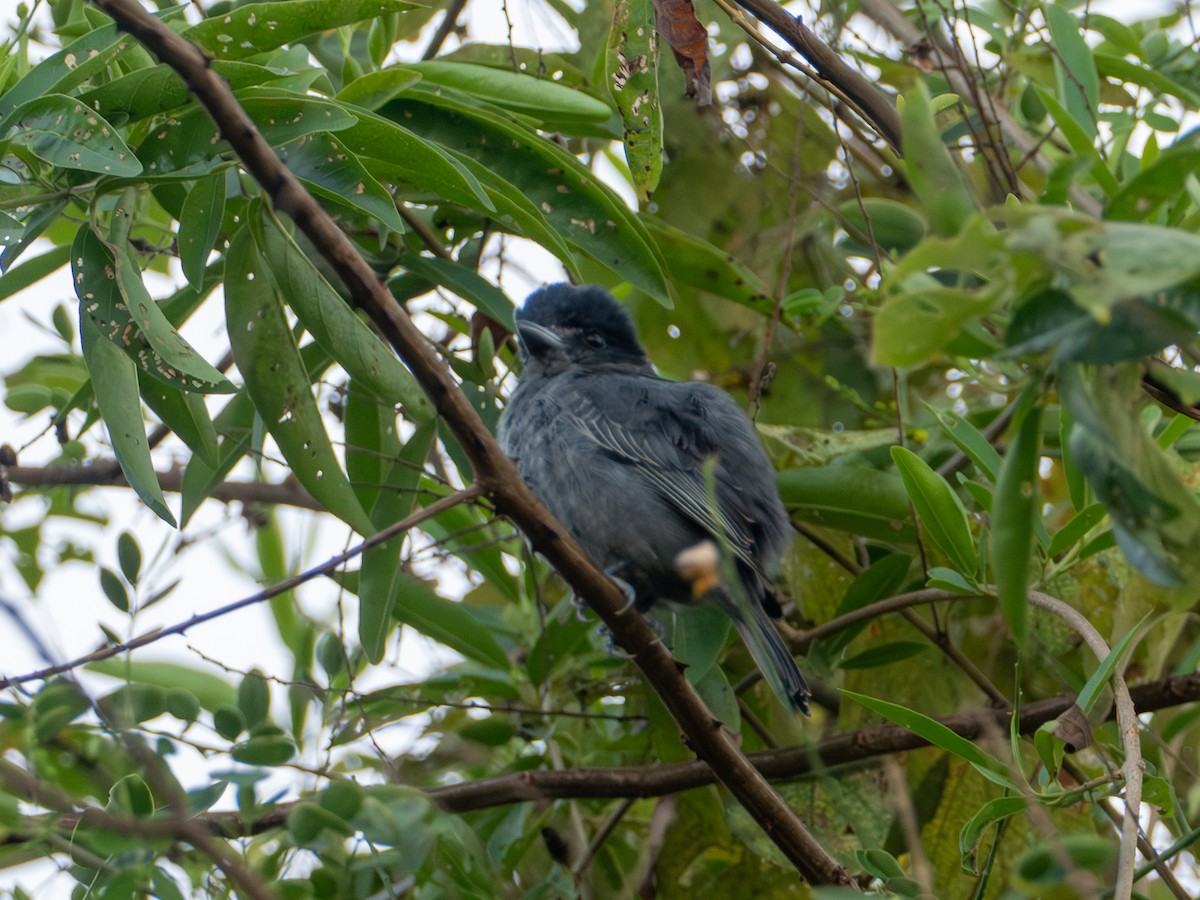Slaty Becard - ML641386795